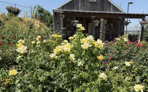 El Resbalon — woodlake