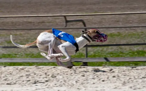 Hollywood Casino at Charles Town Races — charles town